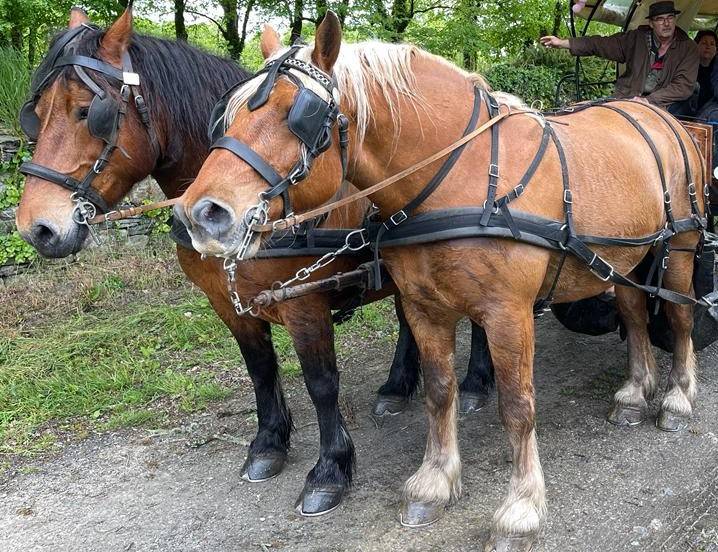 Mare Comtois For sale 2012 Bay