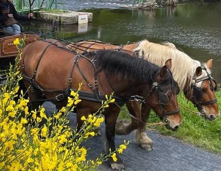 Mare Comtois For sale 2012 Bay