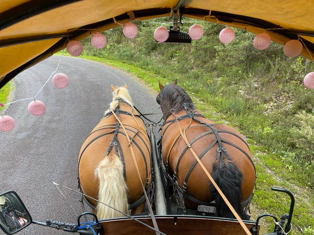 Mare Comtois For sale 2012 Bay