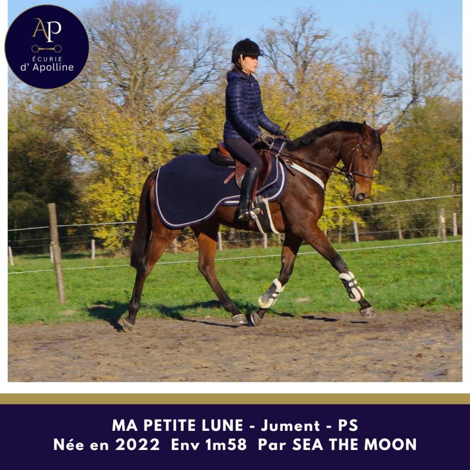 Mare Thoroughbred For sale 2022 Bay