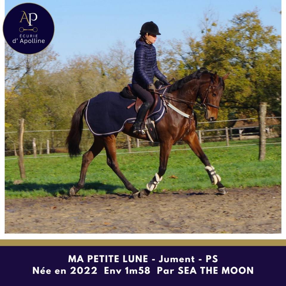 Mare Thoroughbred For sale 2022 Bay