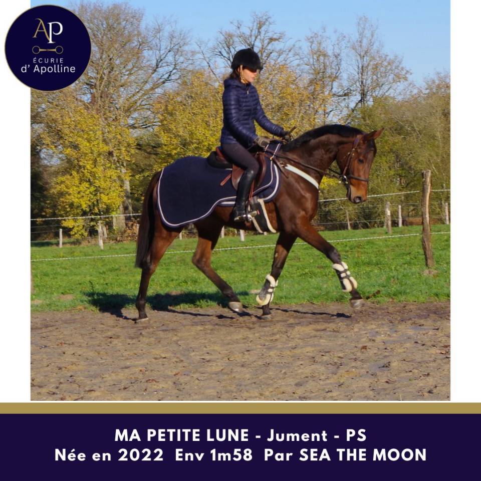 Mare Thoroughbred For sale 2022 Bay