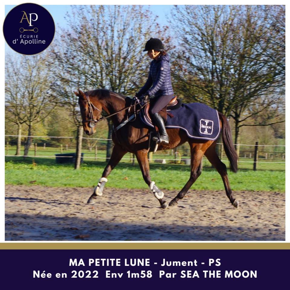 Mare Thoroughbred For sale 2022 Bay