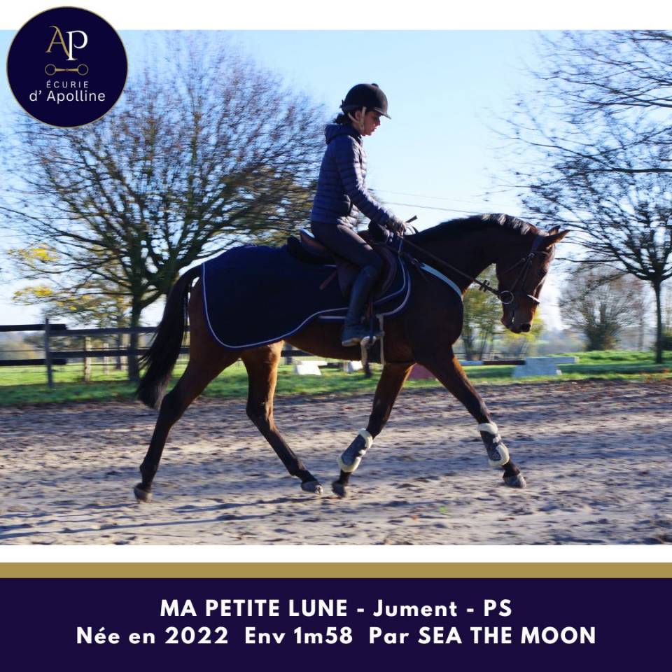 Mare Thoroughbred For sale 2022 Bay