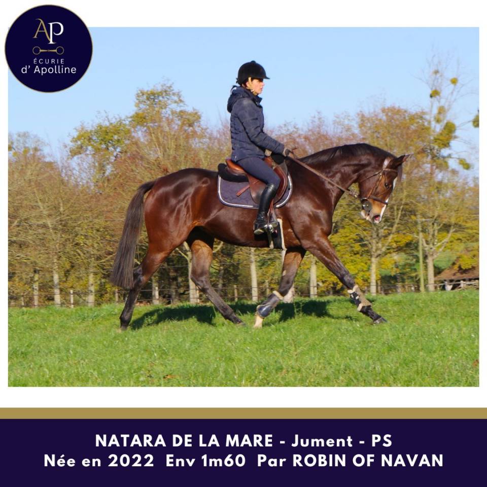 Mare Thoroughbred For sale 2022 Bay