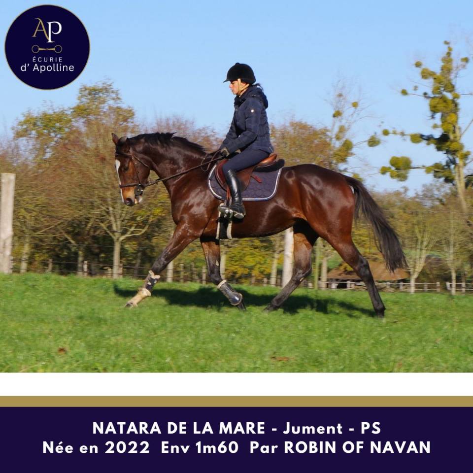Mare Thoroughbred For sale 2022 Bay