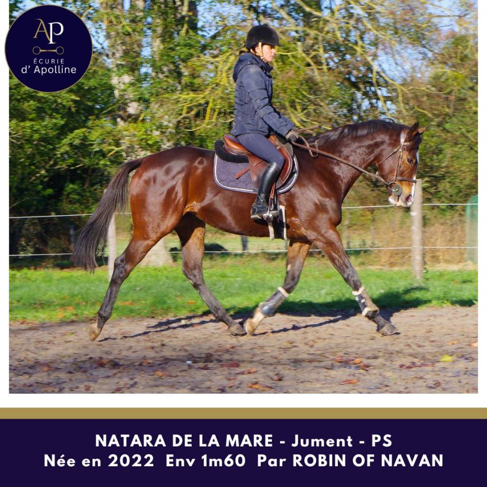 Mare Thoroughbred For sale 2022 Bay