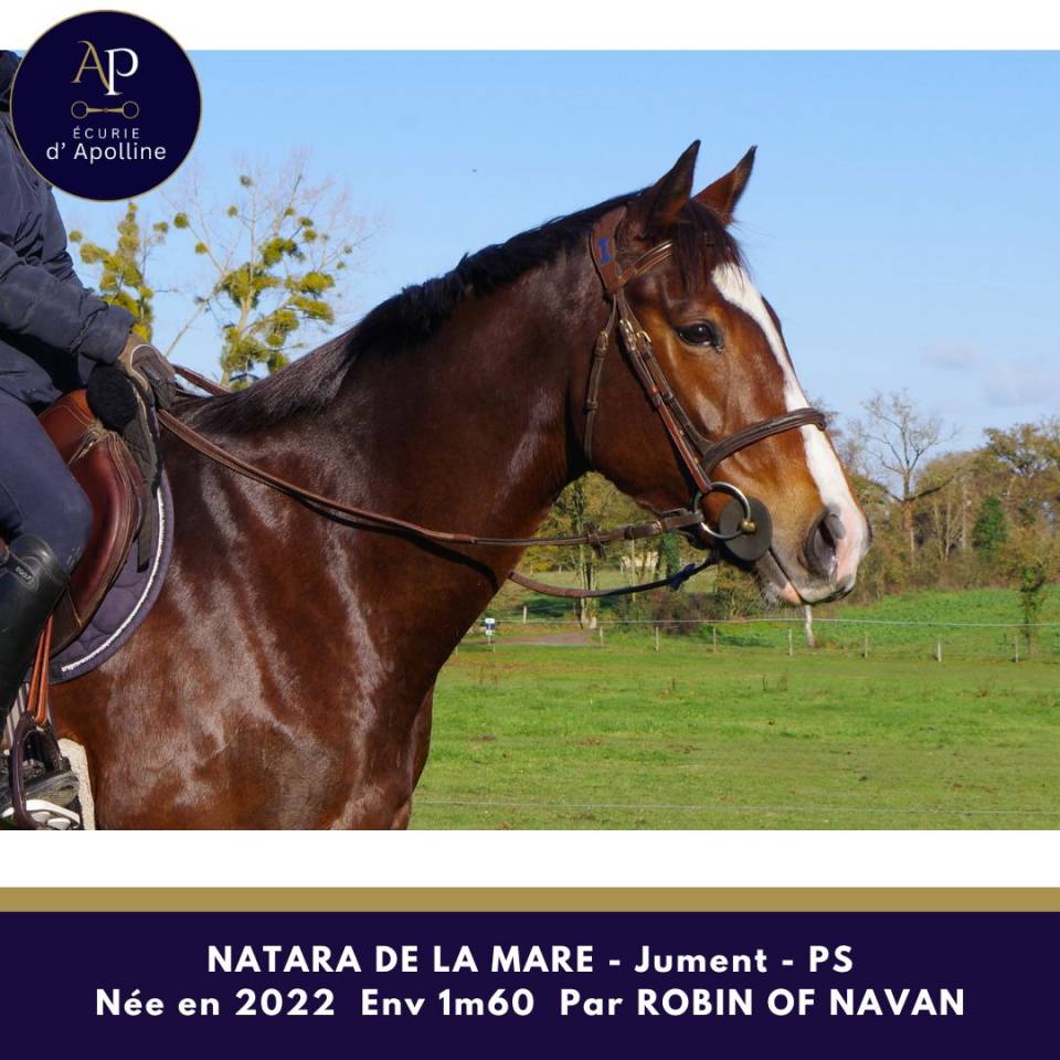 Mare Thoroughbred For sale 2022 Bay