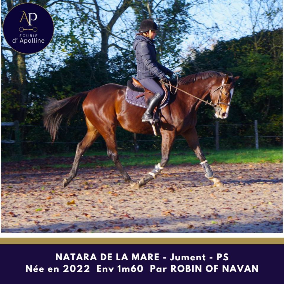 Mare Thoroughbred For sale 2022 Bay