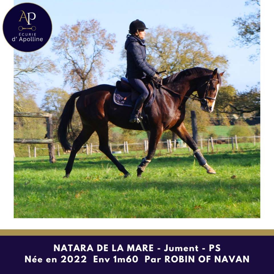 Mare Thoroughbred For sale 2022 Bay