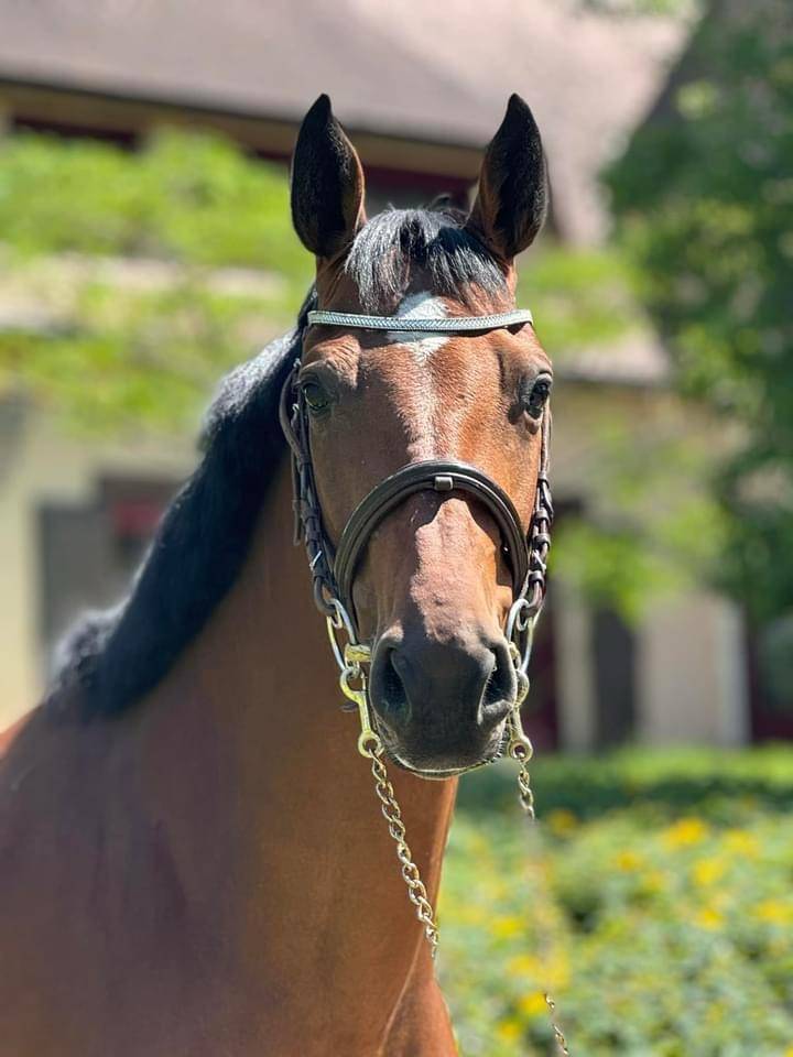 Mare AES Anglo European Studbook For sale 2018 Bay