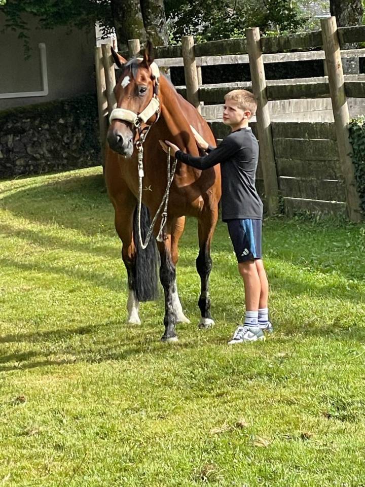 Mare AES Anglo European Studbook For sale 2018 Bay