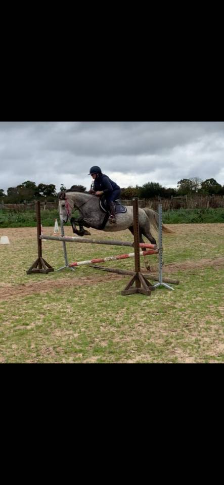 Mare British Riding Pony For sale 2021 Grey