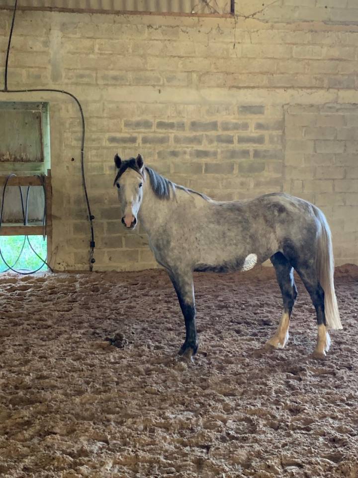 Mare British Riding Pony For sale 2021 Grey