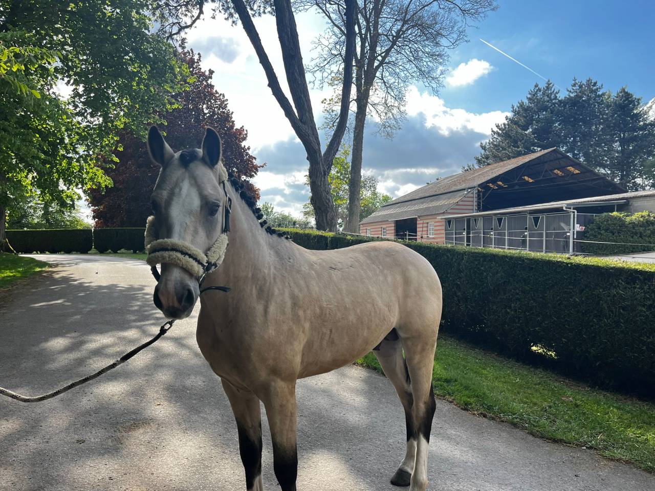 Stallion French Saddle Pony For sale 2022 Buckskin