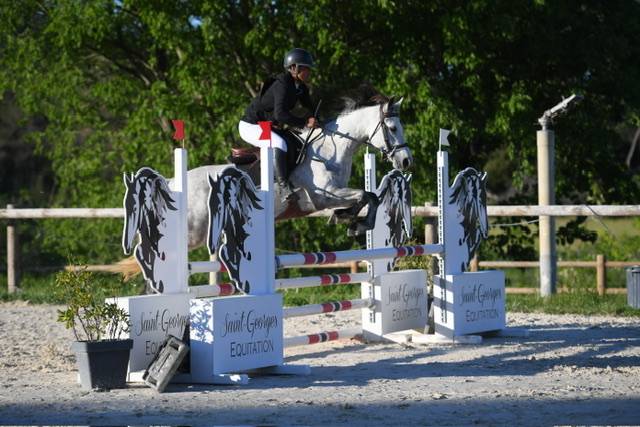 Mare Connemara For sale 2017 Grey