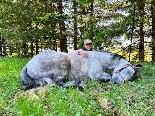 Mare Connemara For sale 2017 Grey