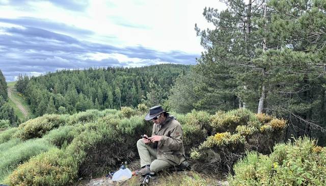 Mare Connemara For sale 2017 Grey