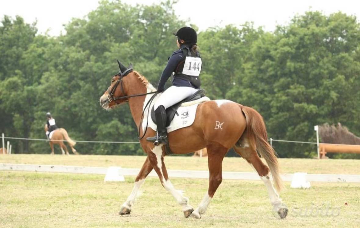 Gelding Welsh Part Bred For sale 2017 Tobiano