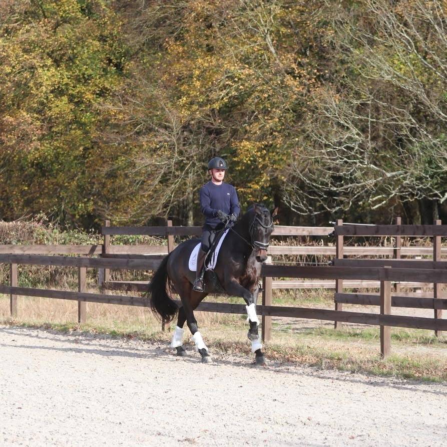 Mare Oldenburg For sale 2020 Dark Bay