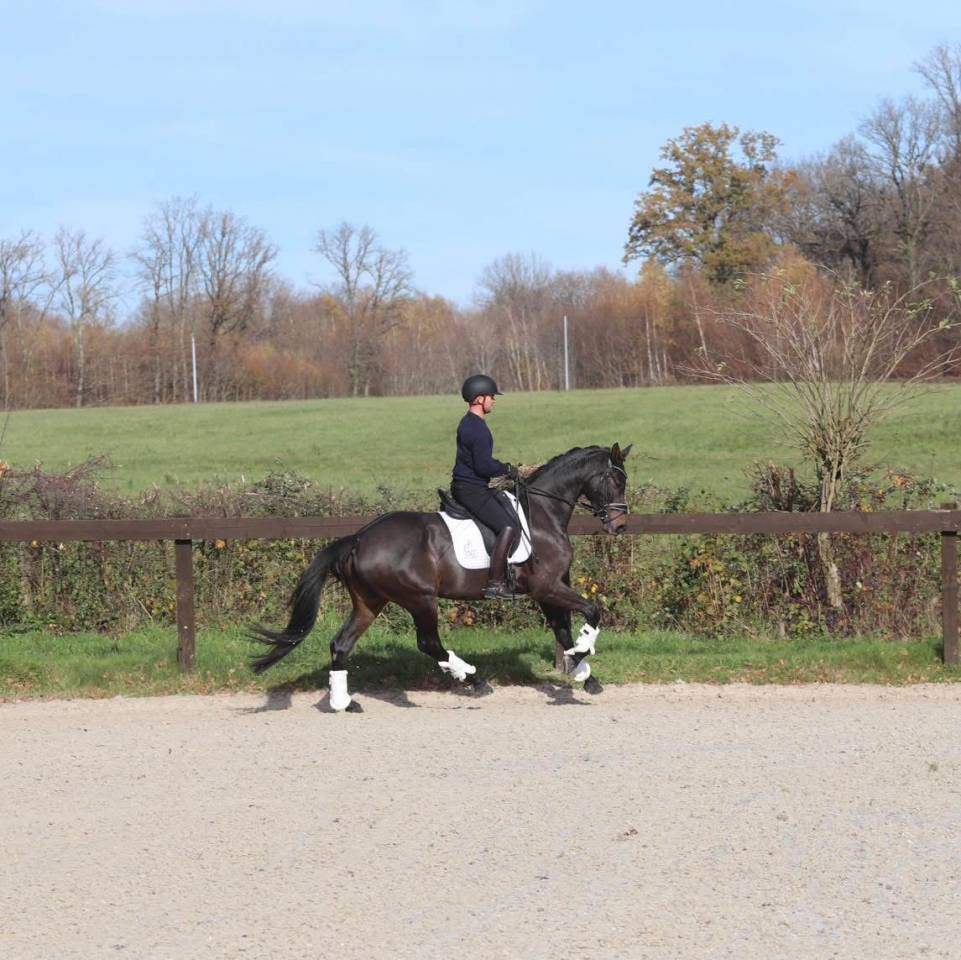 Mare Oldenburg For sale 2020 Dark Bay