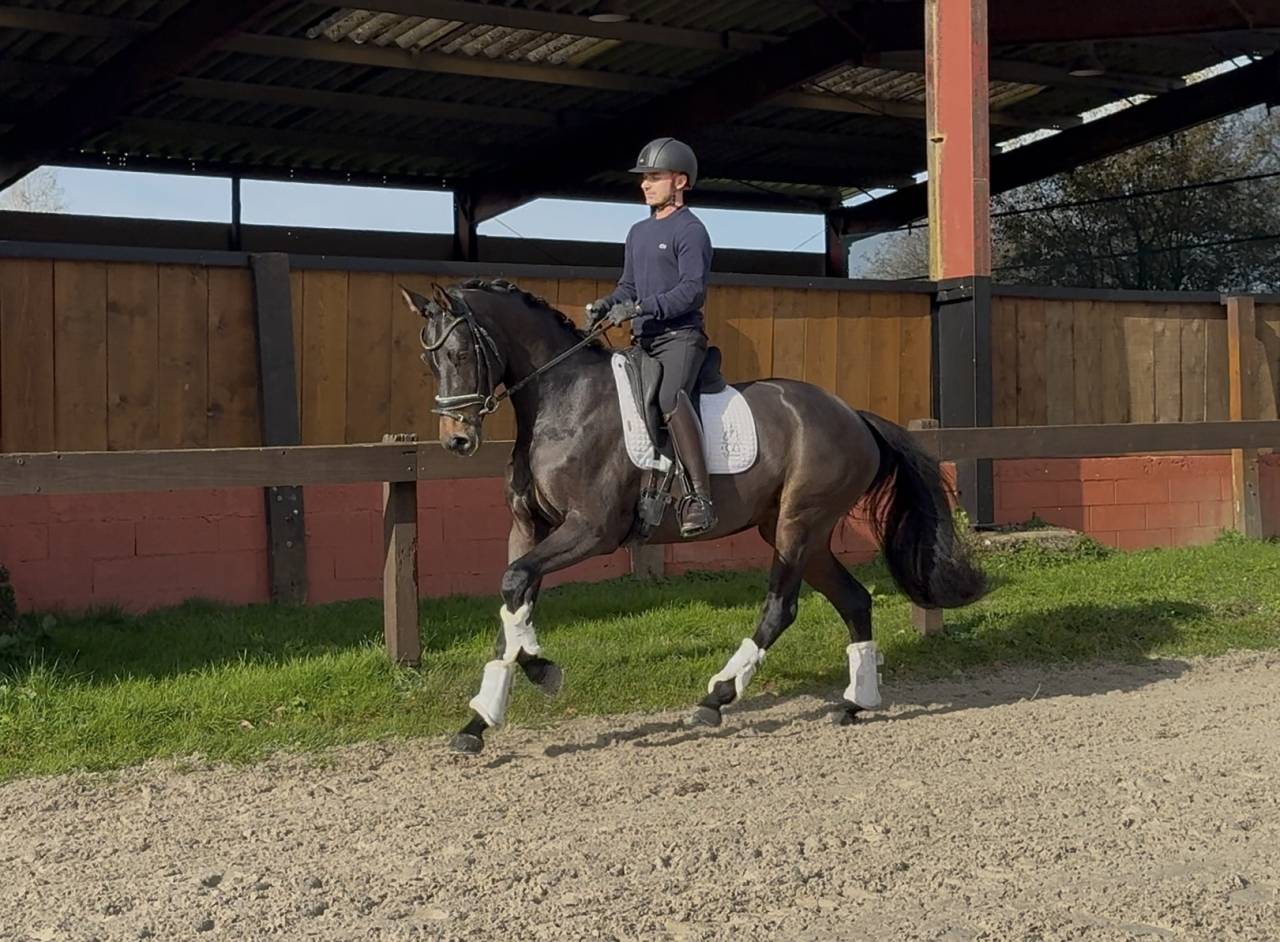 Mare Oldenburg For sale 2020 Dark Bay