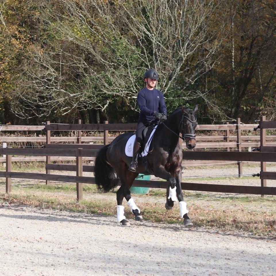 Mare Oldenburg For sale 2020 Dark Bay