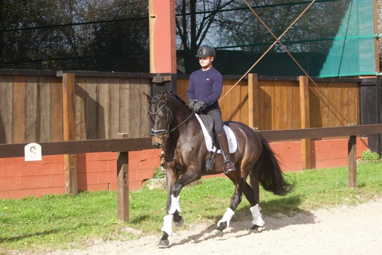 Mare Oldenburg For sale 2020 Dark Bay