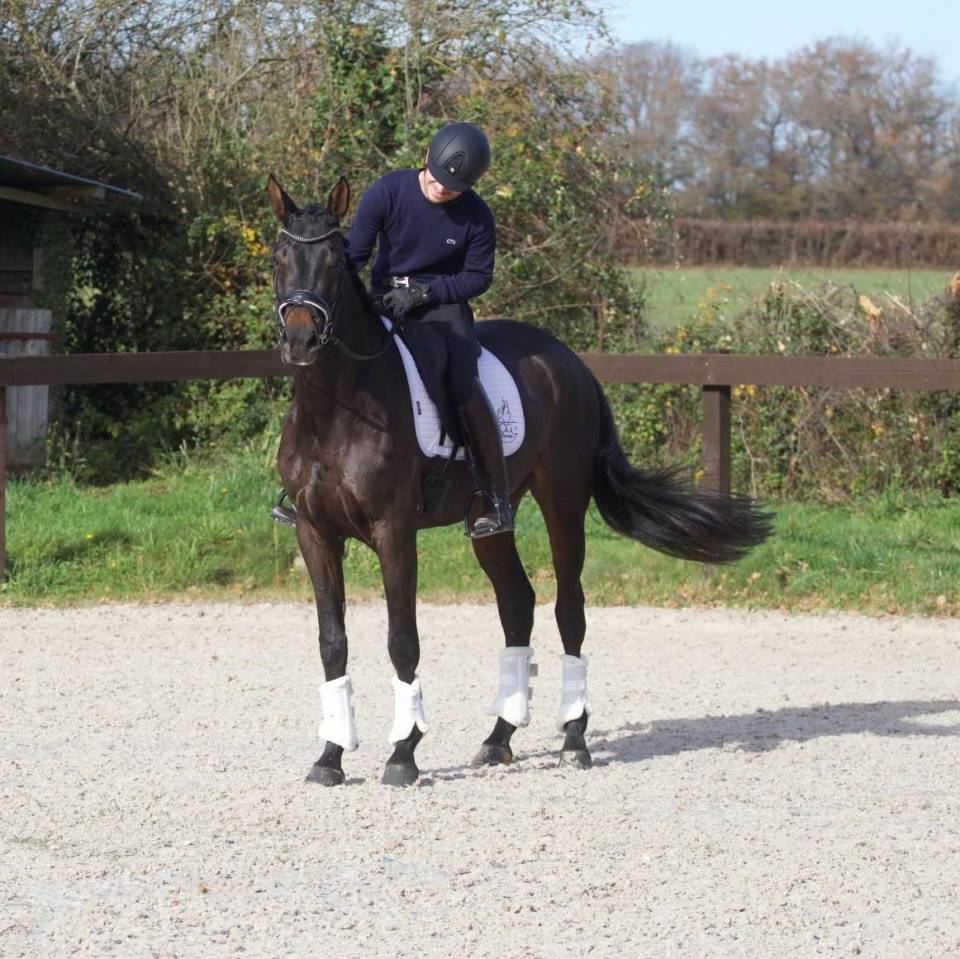 Mare Oldenburg For sale 2020 Dark Bay