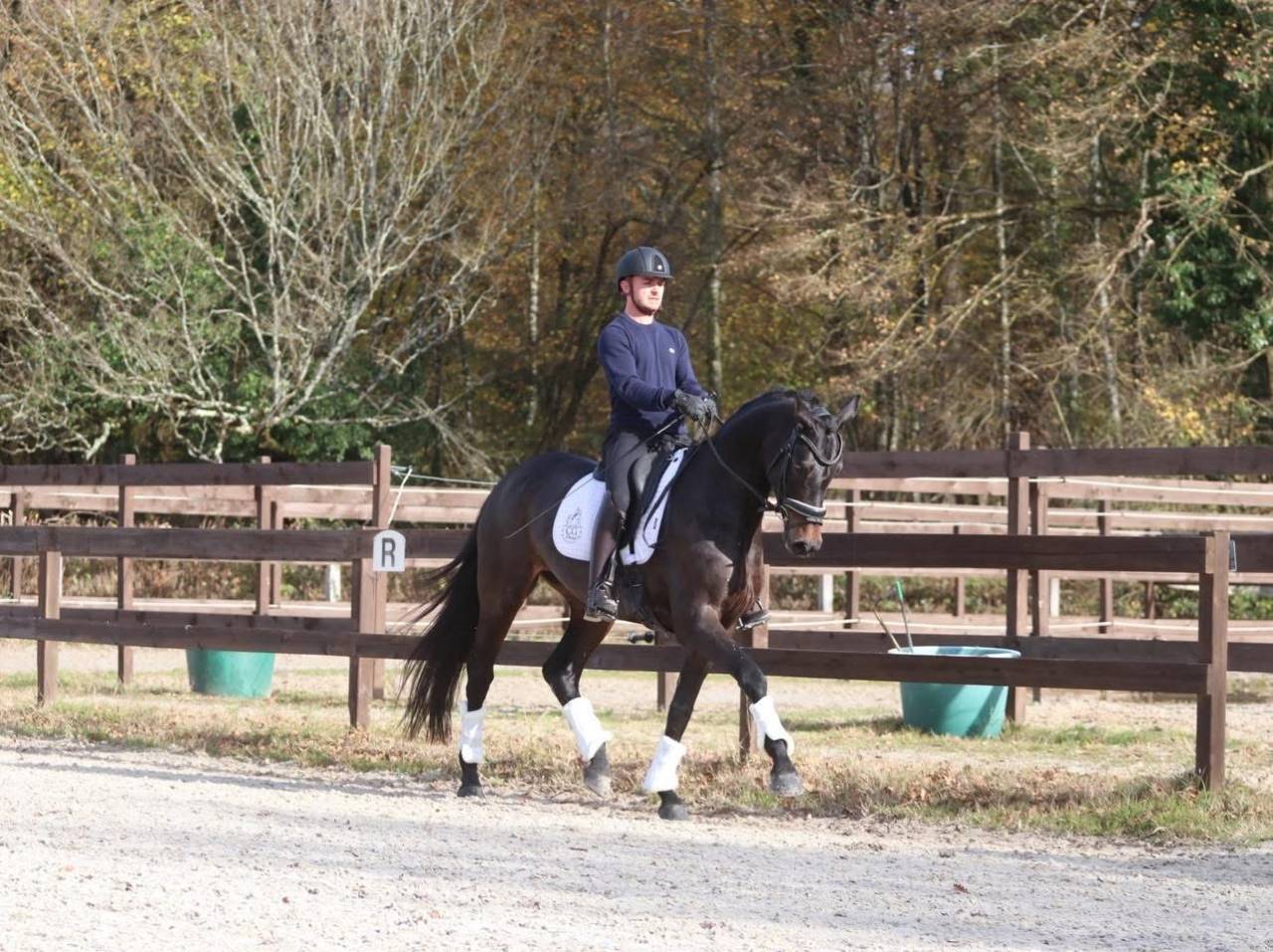 Mare Oldenburg For sale 2020 Dark Bay