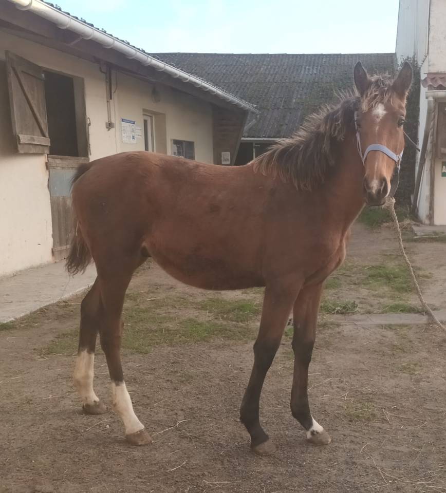 Colt Selle Français For sale 2025 Bay