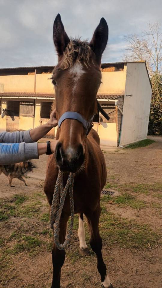 Colt Selle Français For sale 2025 Bay