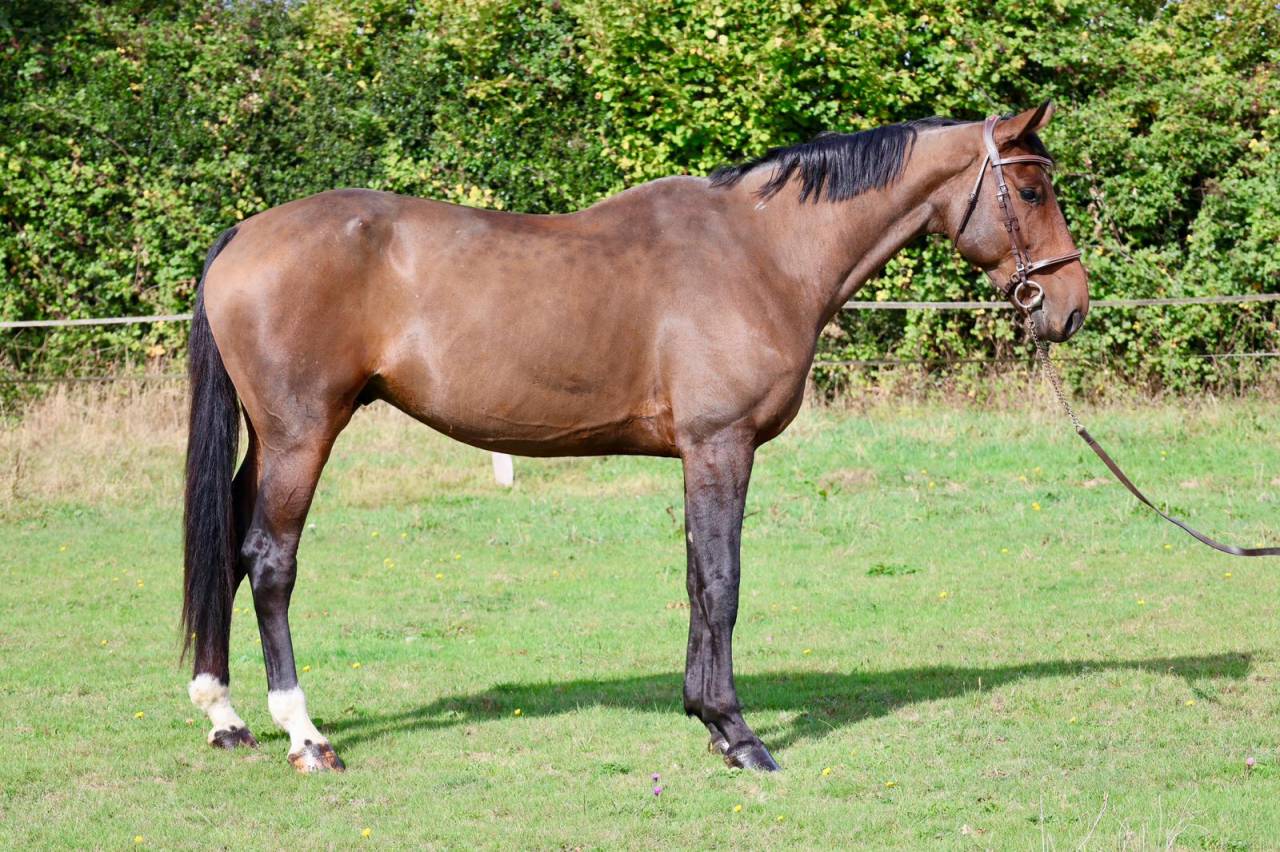 Gelding Selle Français For sale 2018 Bay
