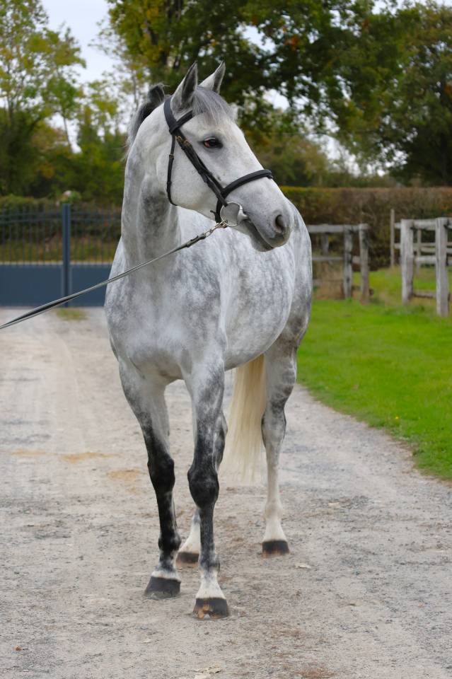 Mare Zangersheide For sale 2019 Grey