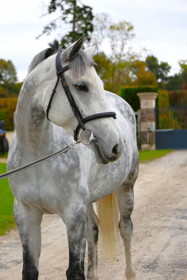 Mare Zangersheide For sale 2019 Grey
