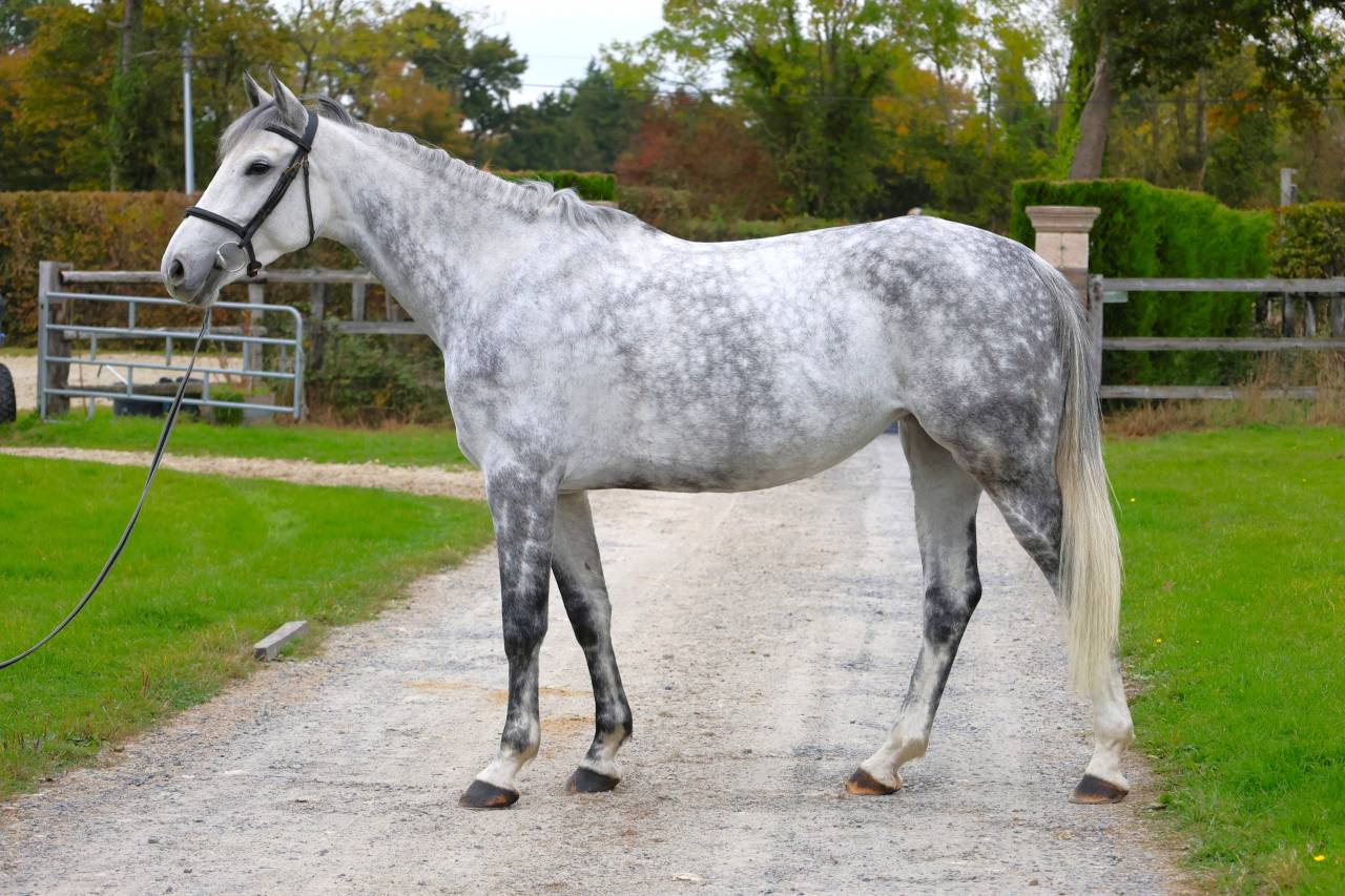 Mare Zangersheide For sale 2019 Grey