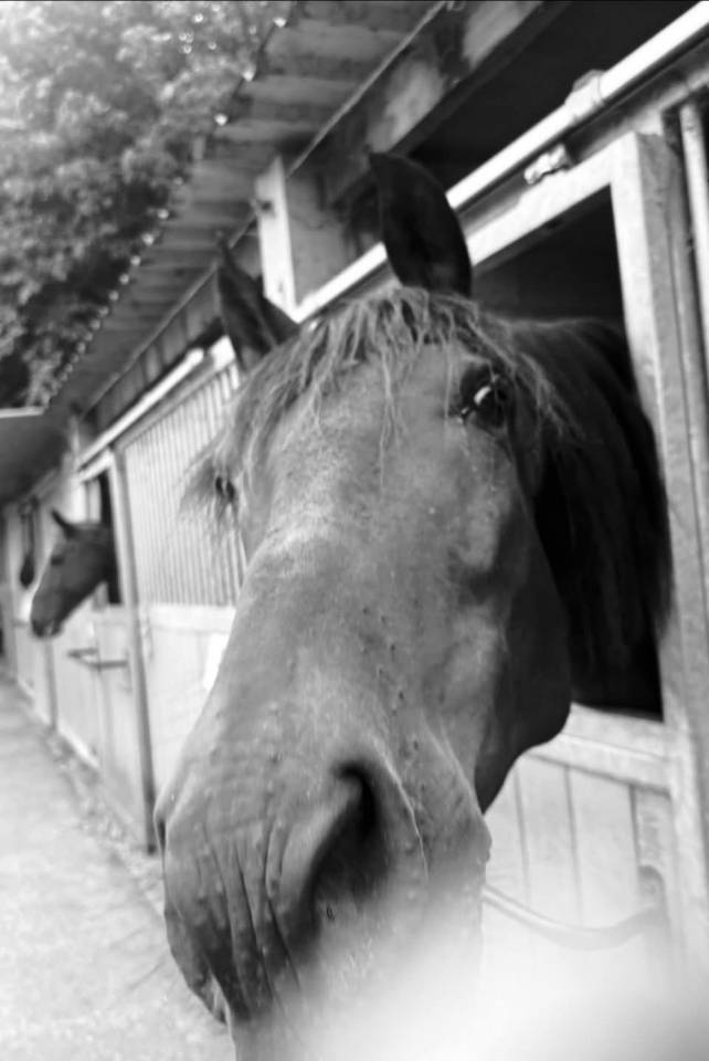 Gelding PRE Pure Spanish Bred For sale 2014 Dark Bay