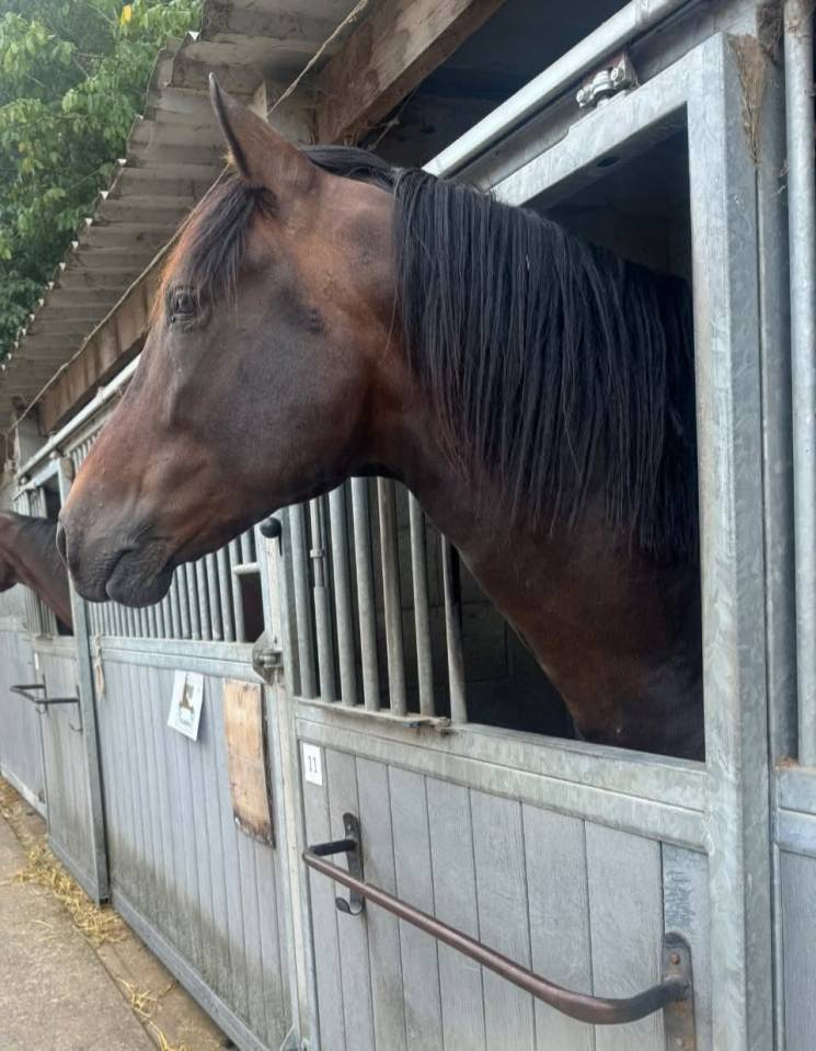 Gelding PRE Pure Spanish Bred For sale 2014 Dark Bay