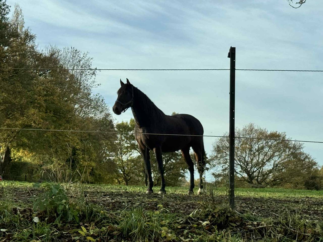 Gelding PRE Pure Spanish Bred For sale 2014 Dark Bay