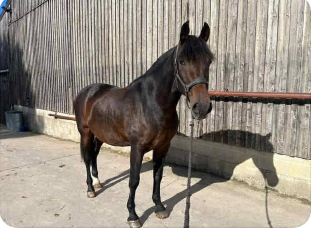 Gelding PRE Pure Spanish Bred For sale 2014 Dark Bay