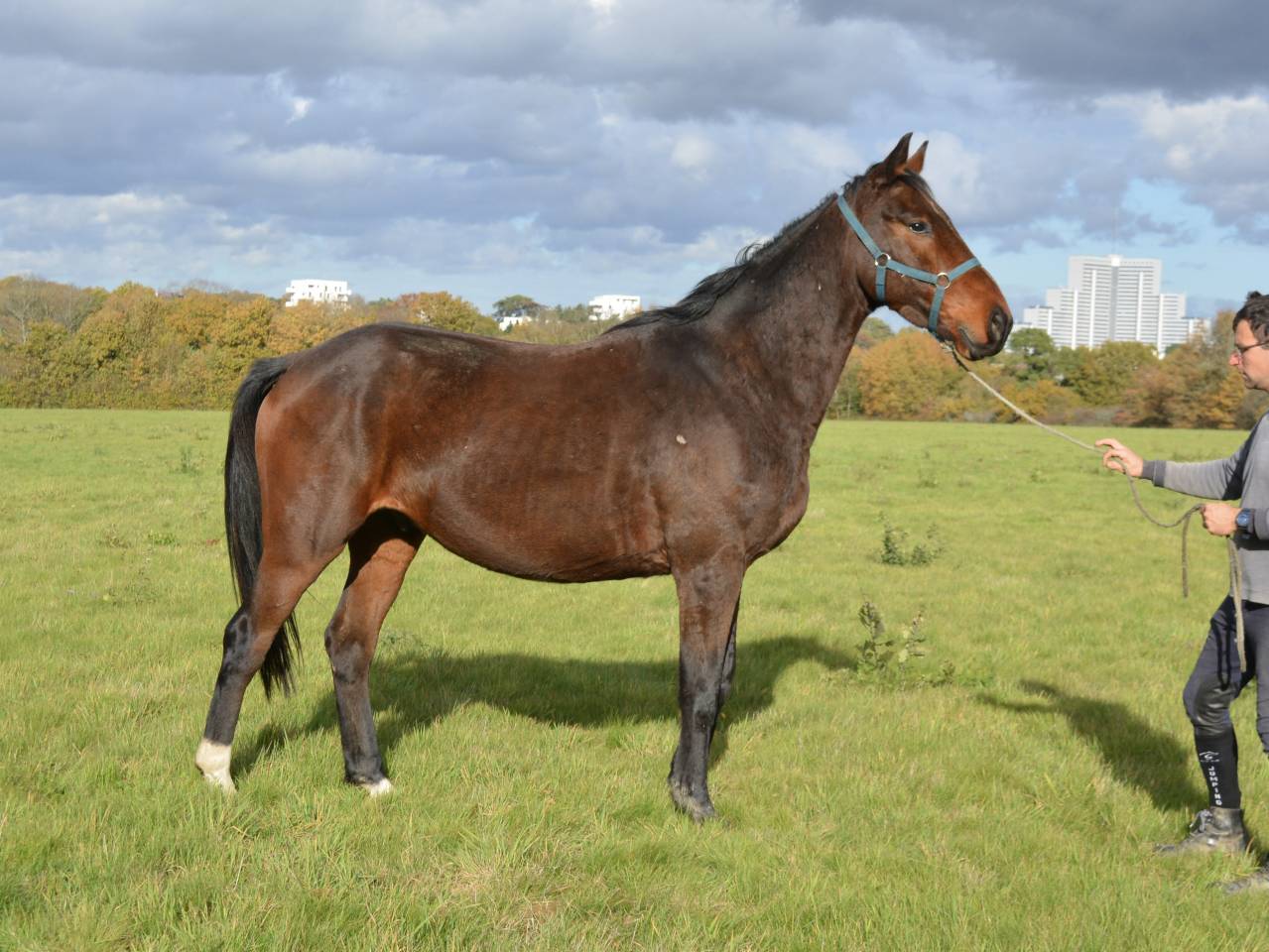 Gelding Selle Français For sale 2021 Bay