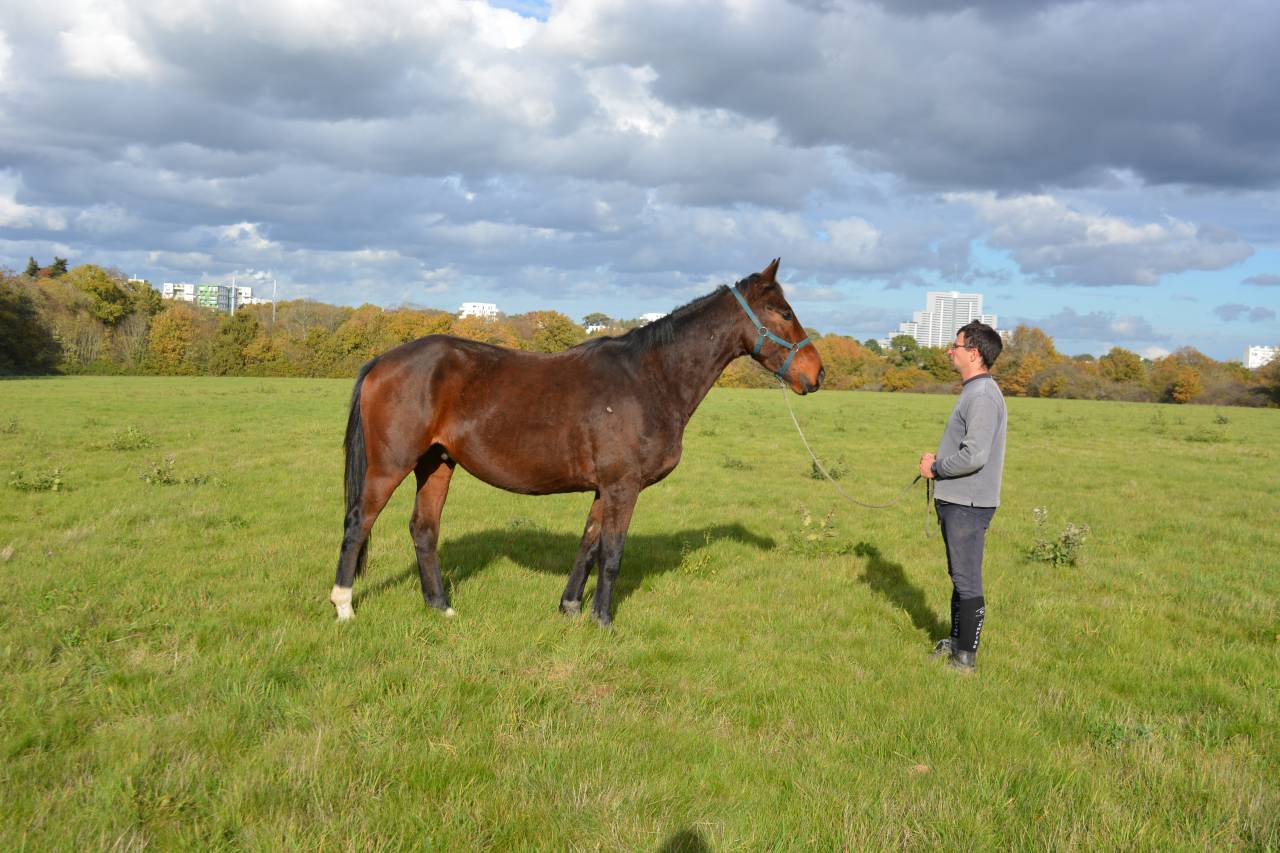 Gelding Selle Français For sale 2021 Bay