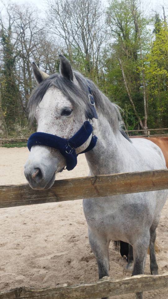 Mare French Saddle Pony For sale 2018 Grey