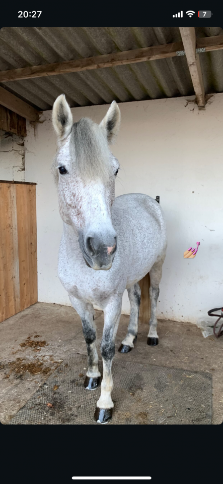 Mare French Saddle Pony For sale 2018 Grey