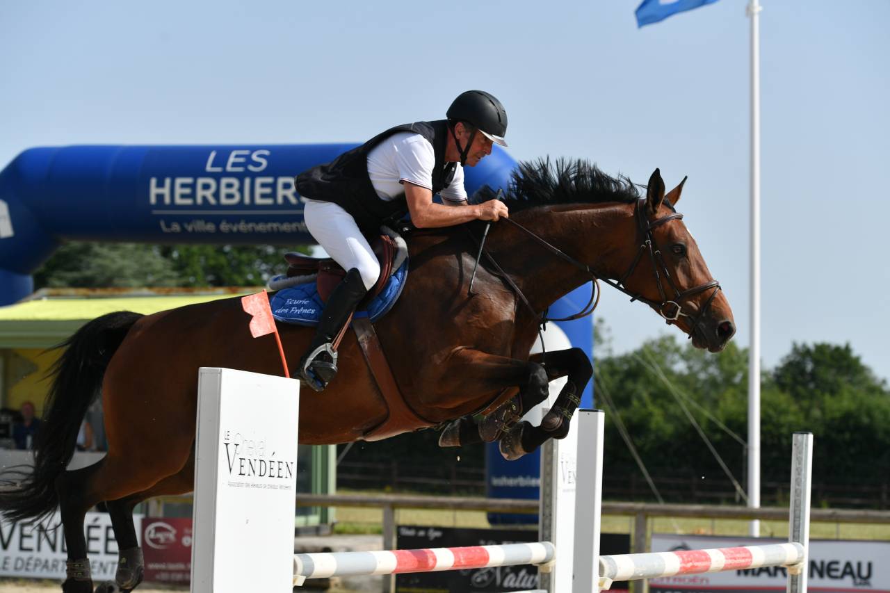 Mare Selle Français For sale 2016 Bay