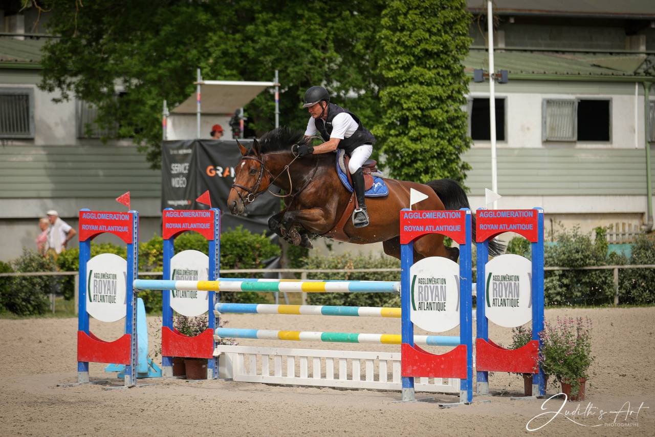 Mare Selle Français For sale 2016 Bay