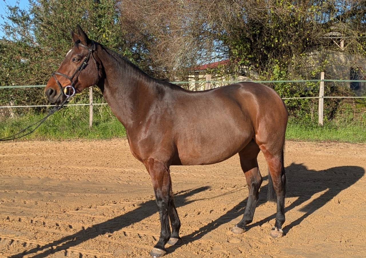 Mare Selle Français For sale 2016 Bay