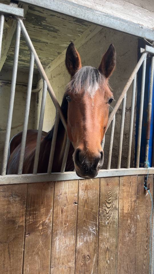 Mare French Saddle Pony For sale 2020 Bay