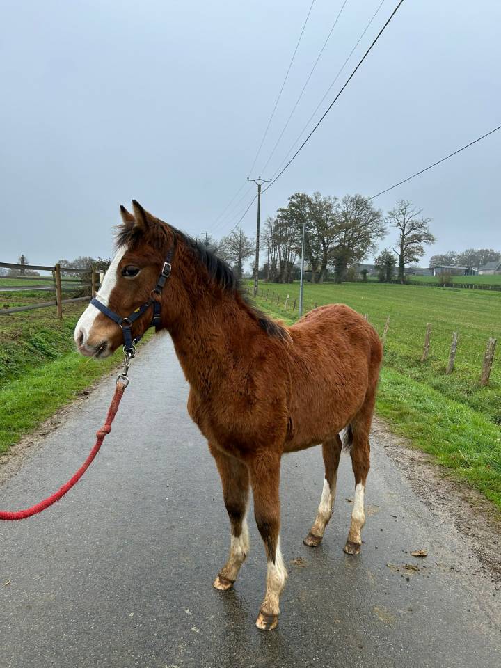 Filly Welsh Part Bred For sale 2025 Bay