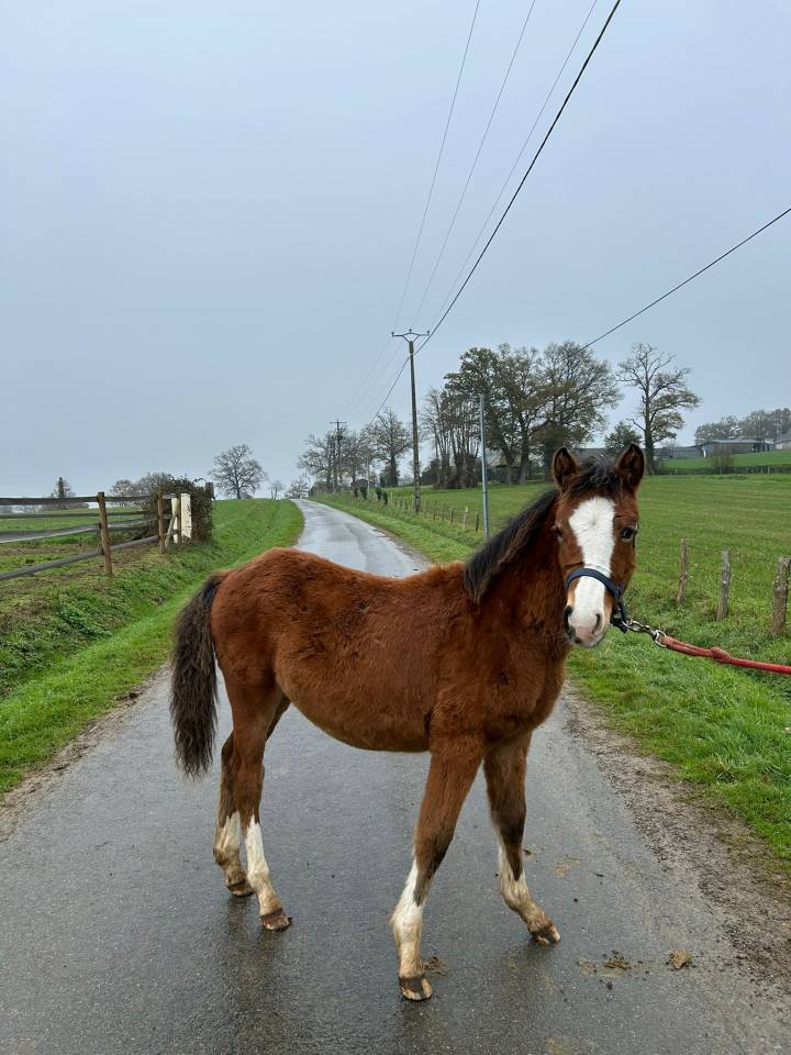 Filly Welsh Part Bred For sale 2025 Bay